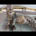 ベンチの下を覗くと、暑さに参った猫ちゃん達が体を伸ばしてお昼寝していた(YouTube)