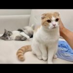 兄が先に寝るのを見計らってこっそり甘えに来る弟が可愛すぎましたwww(YouTube)