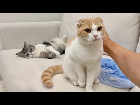兄が先に寝るのを見計らってこっそり甘えに来る弟が可愛すぎましたwww(YouTube)
