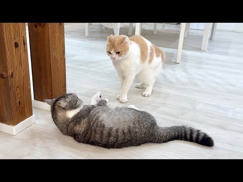 油断して弟ににゃんプロで1本取られたときの兄猫がこうなっちゃいました…(YouTube)