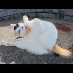 お昼寝から目覚めた三毛猫が上機嫌で甘えてきた(YouTube)