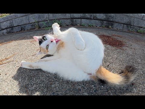お昼寝から目覚めた三毛猫が上機嫌で甘えてきた(YouTube)