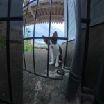 駅のホームで可愛い子猫ちゃん達がくつろいでいた #猫 #ねこ #cat(YouTube)