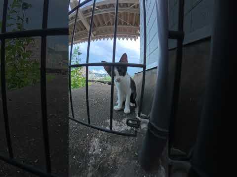 駅のホームで可愛い子猫ちゃん達がくつろいでいた #猫 #ねこ #cat(YouTube)