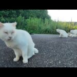 警戒心強めの白猫地帯に突入！猫たちにちゅーるをあげてみた(YouTube)