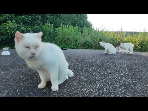 警戒心強めの白猫地帯に突入！猫たちにちゅーるをあげてみた(YouTube)