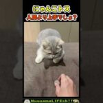 見よう見真似が成功しちゃう猫😂【ネコ】#猫 #cat(YouTube)