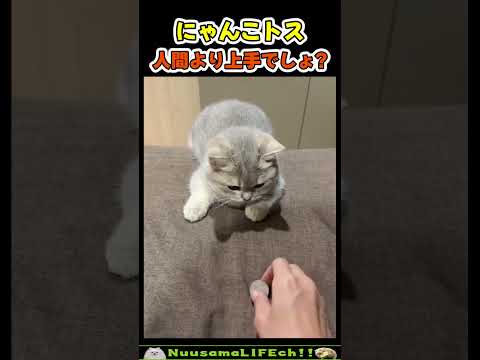 見よう見真似が成功しちゃう猫😂【ネコ】#猫 #cat(YouTube)