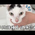 チロとモモの予防接種と健康診断行ってきました！【2025】(YouTube)