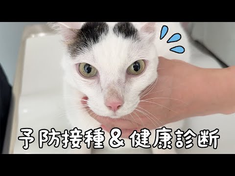 チロとモモの予防接種と健康診断行ってきました！【2025】(YouTube)