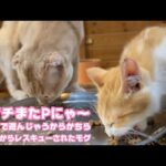 アタチまたPにゃ～  トイレで遊んじゃうからかちらwww  泥の中からレスキューされたモグ   2025 09 02 2(YouTube)
