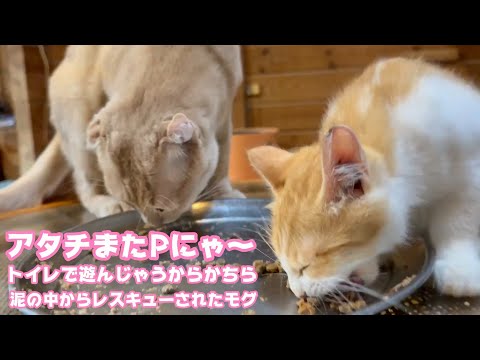 アタチまたPにゃ～  トイレで遊んじゃうからかちらwww  泥の中からレスキューされたモグ   2025 09 02 2(YouTube)