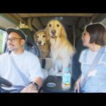 【車中泊】愛犬の老いと息子の成長を感じた誕生日キャンプ(YouTube)