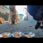 猫島の路地裏でひっそり休む猫達にオヤツをあげて癒されてきた🐾(YouTube)
