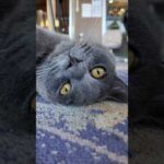 猫ホテルのグレーの猫ちゃんかわいすぎる(YouTube)