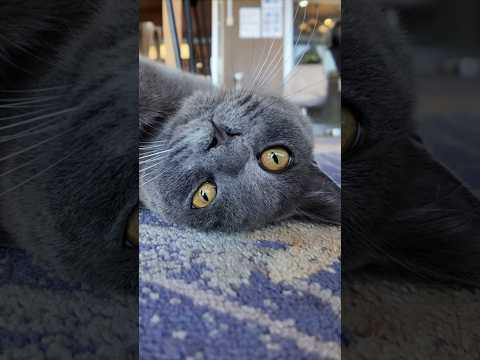 猫ホテルのグレーの猫ちゃんかわいすぎる(YouTube)