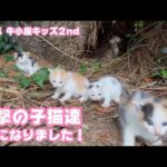 進撃の子猫達  1歳になりました  2024 牛小屋キッズ2nd   2025 09 10 2(YouTube)