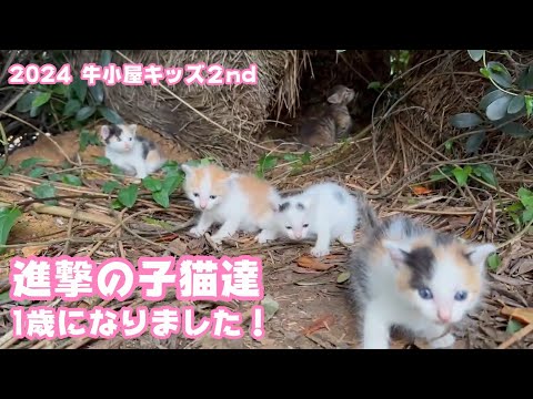 進撃の子猫達  1歳になりました  2024 牛小屋キッズ2nd   2025 09 10 2(YouTube)