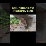 キジトラ猫がベンチの下で雨宿りしていた #猫 #ねこ #cat(YouTube)