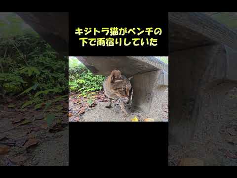 キジトラ猫がベンチの下で雨宿りしていた #猫 #ねこ #cat(YouTube)