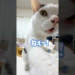 ごはん圧をかけてくる猫チロさん！ #shorts(YouTube)