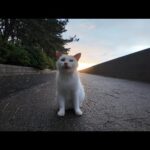 激しい夕立の後に海辺の公園に行くとよく喋る猫ちゃんと出会った(YouTube)