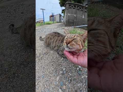背中に「八」の字が刻まれた猫ちゃん #猫 #ねこ #cat(YouTube)