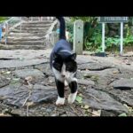猫島の山の上の神社に行くと人懐っこいハチワレ猫ちゃんがいました(YouTube)