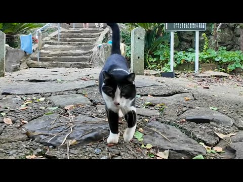 猫島の山の上の神社に行くと人懐っこいハチワレ猫ちゃんがいました(YouTube)