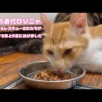 大人のお代わりニャン  泥の中からレスキューされたモグ  巣立ちまであと5日    2025 09 22 2(YouTube)