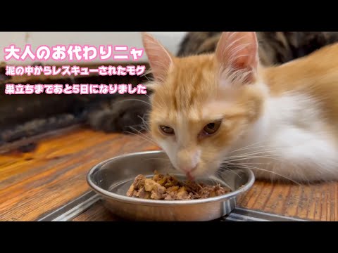 大人のお代わりニャン  泥の中からレスキューされたモグ  巣立ちまであと5日    2025 09 22 2(YouTube)