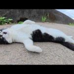 よく肥えたハチワレ猫が人間の前で寝転がってお腹を見せてきた(YouTube)