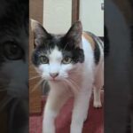 【猫旅館】猫入ってきた!(YouTube)