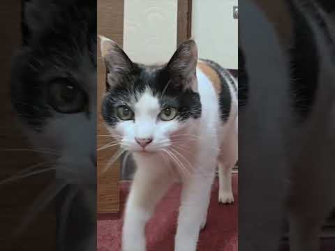 【猫旅館】猫入ってきた!(YouTube)