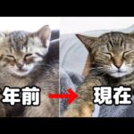 R村の大姉ちゃんリリとリムの誕生日　後輩猫たちのお世話をいつもありがとう！(YouTube)
