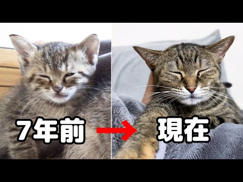 R村の大姉ちゃんリリとリムの誕生日　後輩猫たちのお世話をいつもありがとう！(YouTube)