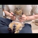 【最終回】虐められて保護した猫の様子を久しぶりに見に行ったら家猫生活が幸せすぎてこうなってました…(YouTube)