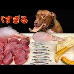犬のASMR!!骨付き肉を豪快に噛み砕く咀嚼音が気持ち良すぎる(YouTube)