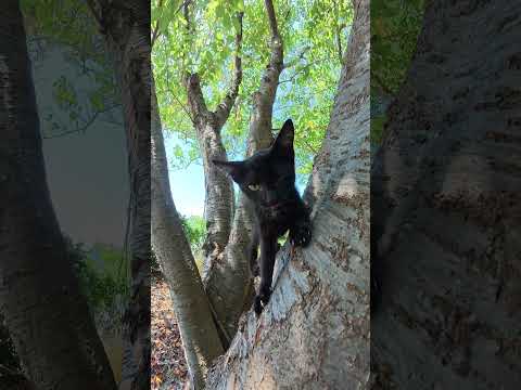 木登りを楽しむ黒子猫ちゃん #猫 #cat #ねこ(YouTube)
