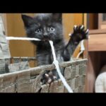 保護した黒猫、その後どうなったのか(YouTube)