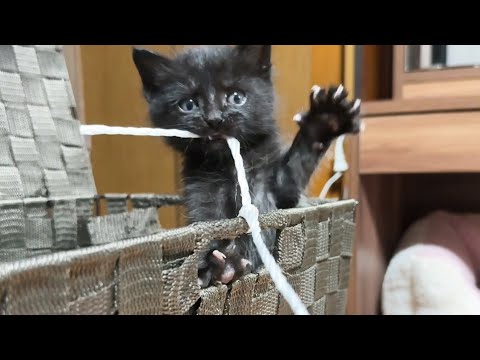 保護した黒猫、その後どうなったのか(YouTube)