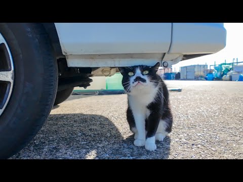 漁港に行くと髭のハチワレ猫ちゃんが軽トラの下からモフられに出てきた(YouTube)