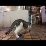 夜の繁華街に集まる猫たち(YouTube)