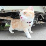 わがままボディの猫がお腹をブルンブルンと揺らしながらパトロールする(YouTube)