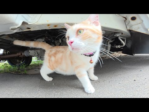 わがままボディの猫がお腹をブルンブルンと揺らしながらパトロールする(YouTube)