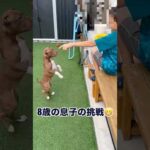 息子の挑戦(YouTube)