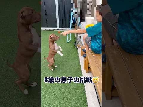 息子の挑戦(YouTube)