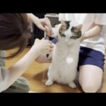 巻き爪で大惨事になる寸前だった猫(YouTube)