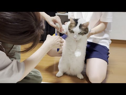 巻き爪で大惨事になる寸前だった猫(YouTube)