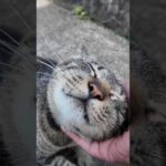 参拝前に癒された…神社の駐車場にいた猫が可愛すぎた件🐾(YouTube)